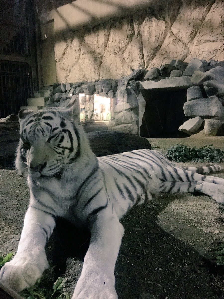 夜のホワイトタイガー。
人が少ないので肉球までじっくり見てました。背中ゴロンゴロンする様子はもう完全に大きな猫だ。

#東武動物公園
#ウィンターイルミネーション 