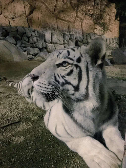 夜のホワイトタイガー。人が少ないので肉球までじっくり見てました。背中ゴロンゴロンする様子はもう完全に大きな猫だ。#東武動物公園#ウィンターイルミネーション 