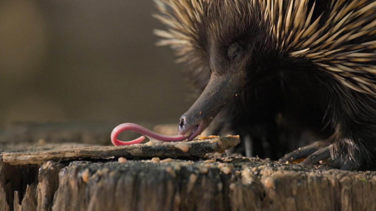 Animal Planet on Twitter: "¿Sabías que los #equidnas tienen una lengua de 7 pulgadas de largo? ¡Y un 𝑏𝑎𝑏𝑦 se llama #PUGGLE! #TheIrwins https://t.co/1RbdJWb4Tq" / Twitter