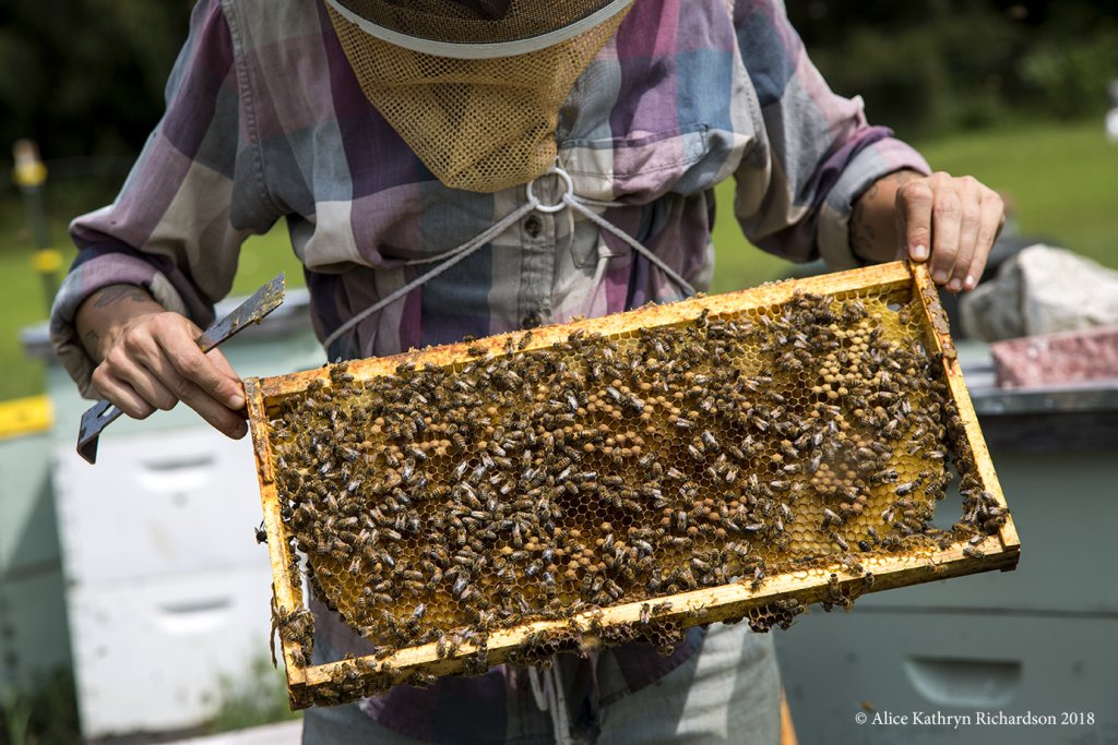 thecfcproject's tweet photo. Using the honeybee hive as a model for collaboration https://t.co/iWHLhlLJBR https://t.co/NDeOblNYzc