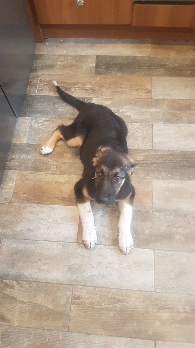 GaryGaza77's tweet image. Happy new rescue puppy day all the way from Romania 😍🐶