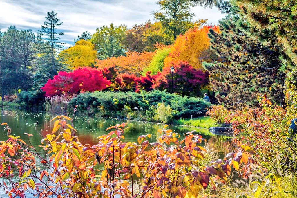 Bflo Olmsted Parks On Twitter Autumn Shines At The Japanese