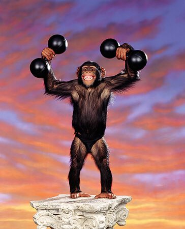 ChimpLuther's tweet photo. There’s only one chimp to dethrone David. #Dynasties #FutureKing #ComingForDavid https://t.co/PyHo0cnHl0