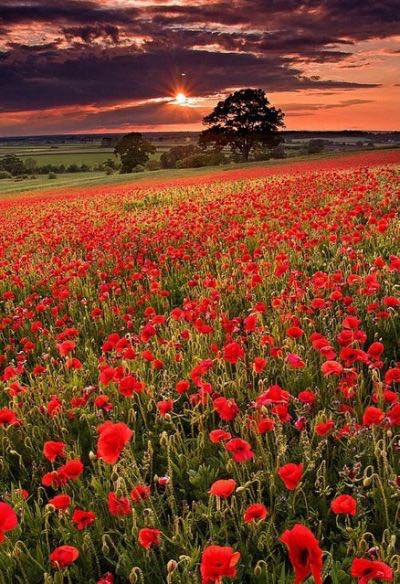 Lest we forget. #RemembranceDay2018