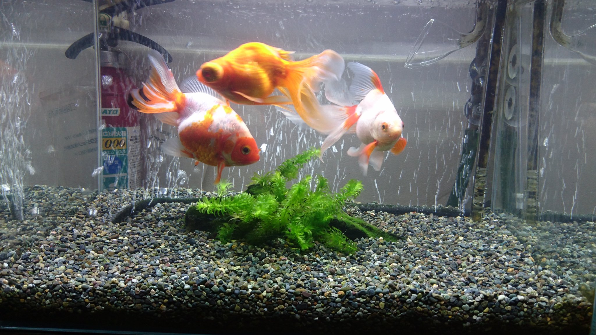 プーチ たまちゃん A Twitter おは金 水草のレイアウトをシンプルにしてみました 金魚 水草レイアウト T Co X0ho4wjay8 Twitter