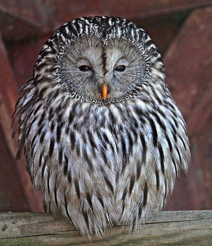 ShrumSusan's tweet image. whOO  can tell me why I’m not going to school tomorrow?   photograph by pe_ ha45 on flicker.      Bird by God;)