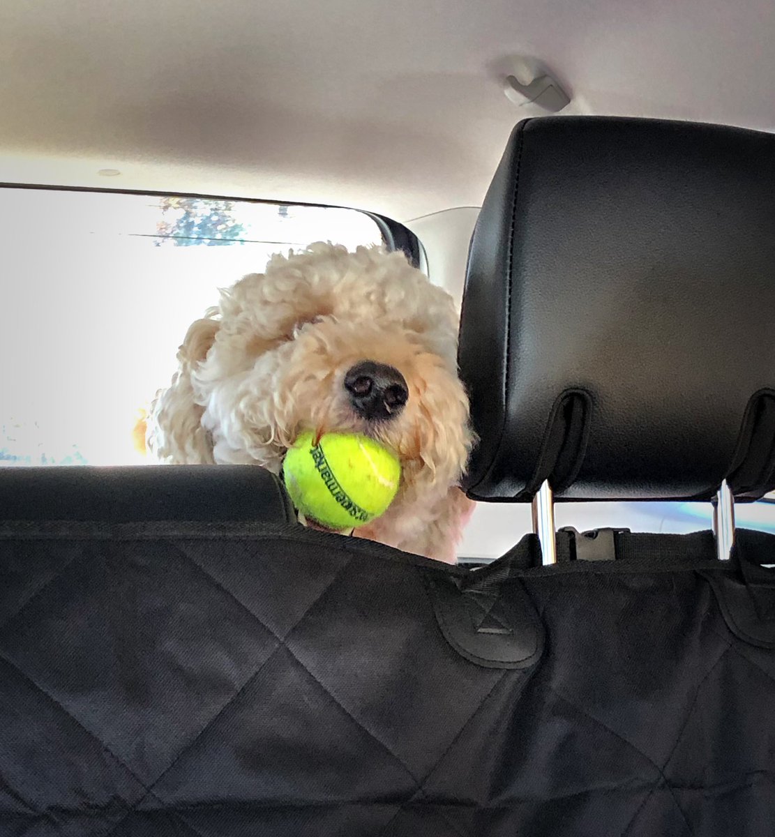 AllisonThomasSC's tweet photo. Just a pup and his tennis ball 🎾 living his best life. ❤️ #yeahthatdoodle #dogsoftwitter #dogsbeingbasic https://t.co/cK51PbMfjv