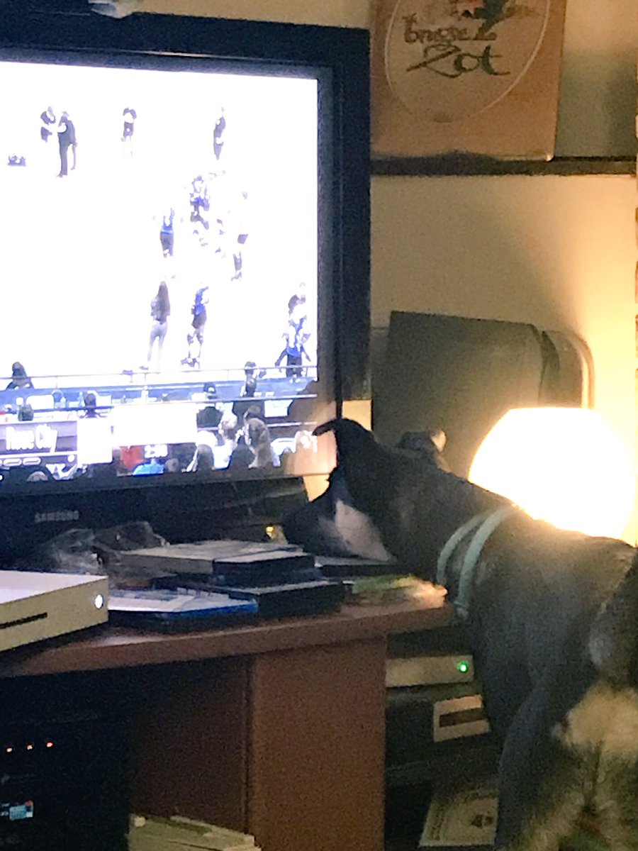 bexmachina's tweet image. This game is def nose-to-screen-worthy!  #llewelyn #wftdachamps #dogsofwftda #talk2WFTDA #rosecityrollers #victoriarollerderby