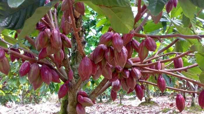 Syarat Tumbuh Tanaman Kakao atau Coklat 
sawonbudidaya.com/2018/11/11/sya…