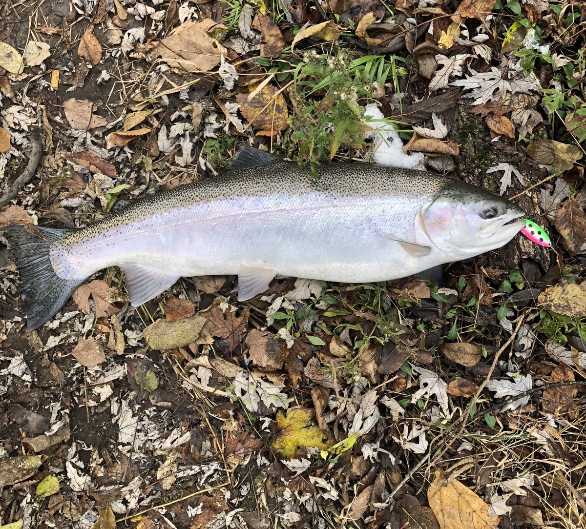 Barfa_ganoush's tweet photo. I caught this nice 28”#PureMichigan chrome Steelhead today. She slammed a @AcmeTackle Atomic Watermelon🍉2/5s #LittleCleo. It was a fun fight on my 10’ft @Carrotstix13 Steelhead rod..🥕🎣😁👍🏼 #RiverJunkie #Fishing #FallChrome @SteveSMiller1 https://t.co/VPkT6k9ZFy