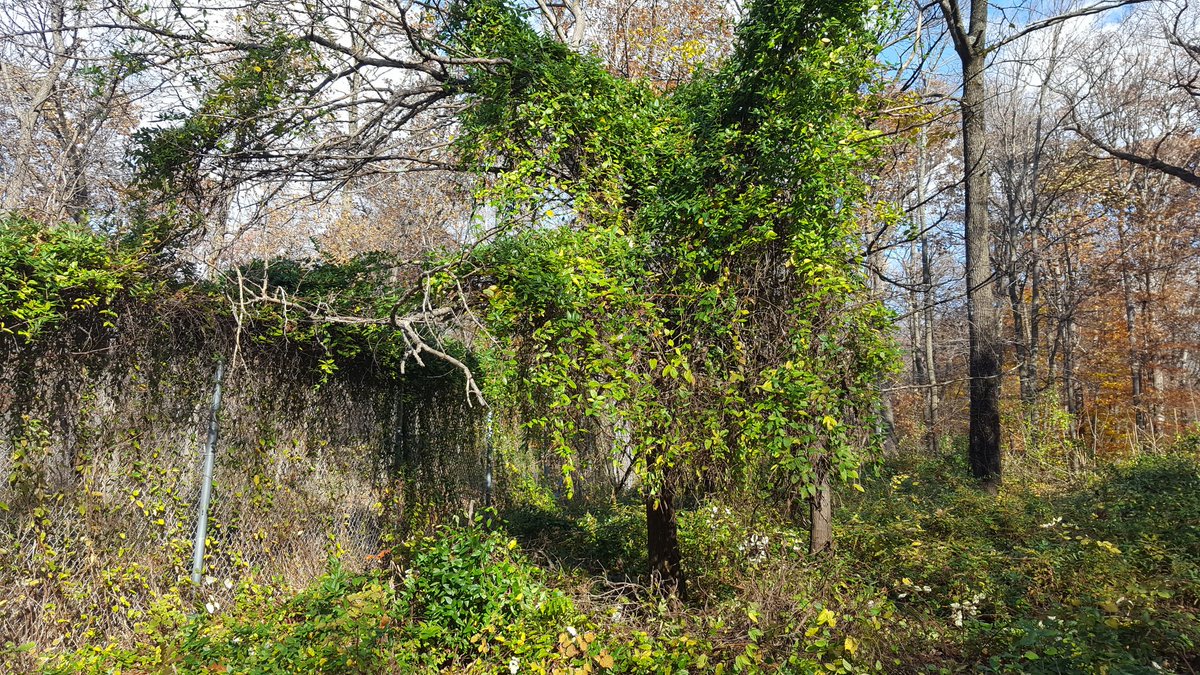 TreesofNJ tweet picture