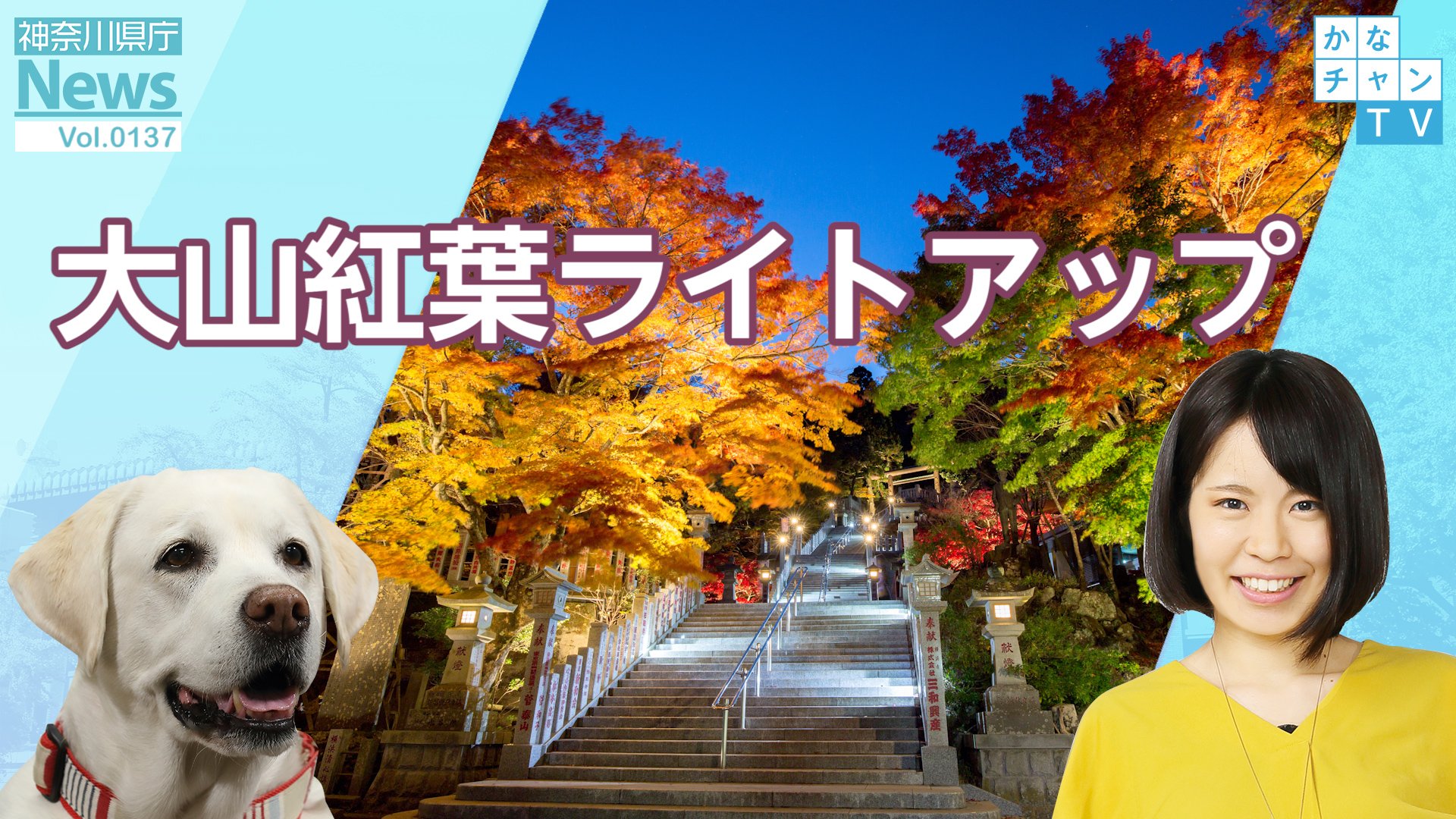 神奈川県庁広報 かなチャンtv 大山紅葉ライトアップ 伊勢原市にある大山は 紅葉とともに相模湾も一望できる絶景の紅葉スポット 昼はもちろん 秋の夜長のお出かけにもオススメです 紅葉情報 ライトアップ T Co 63plqpxzgg T Co