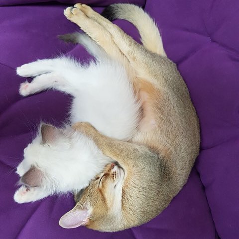 “Both of them are dating”