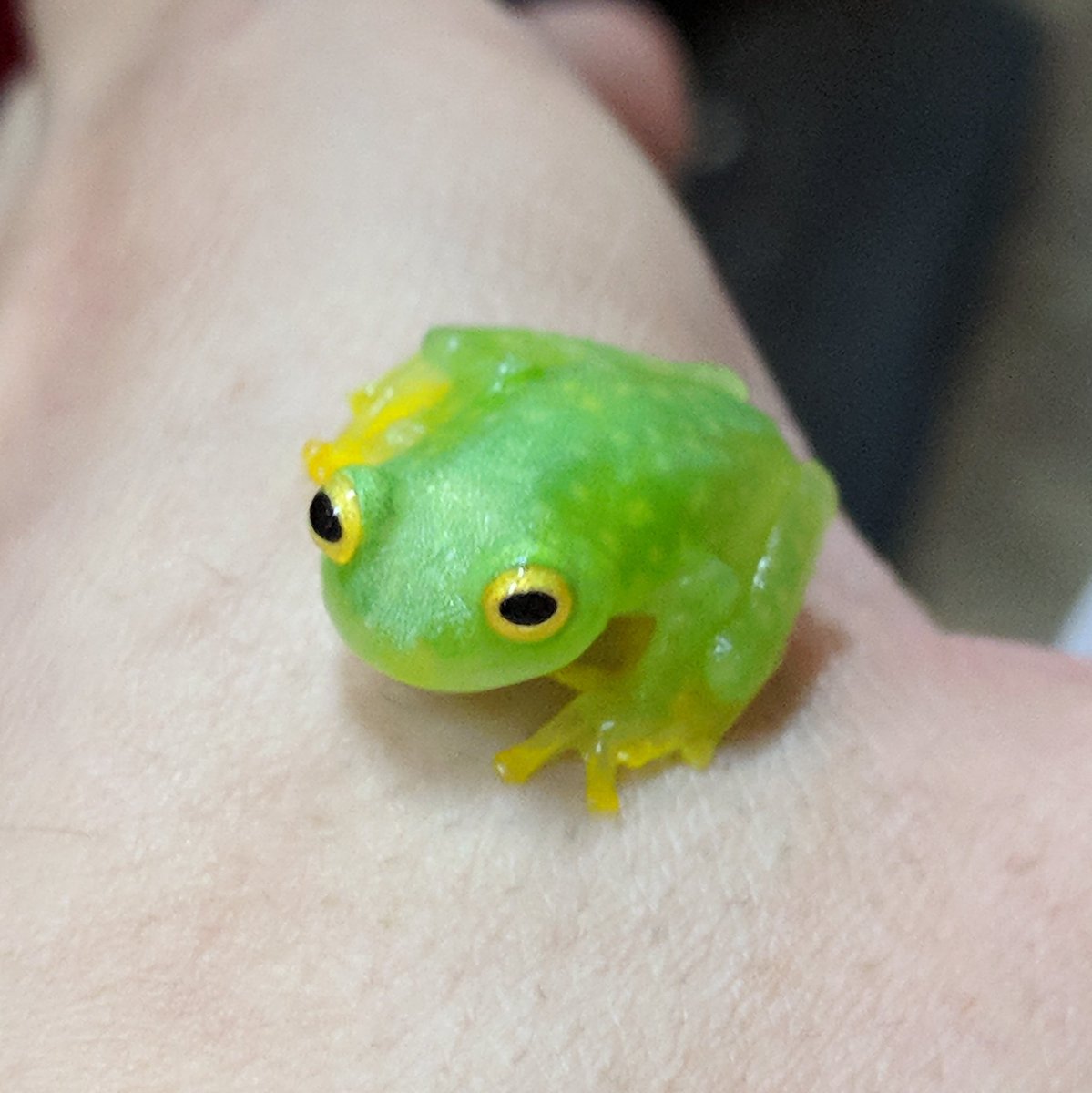 あまがえるページ グミガエルことフライシュマンアマガエルモドキ再入荷してます✨ 人気