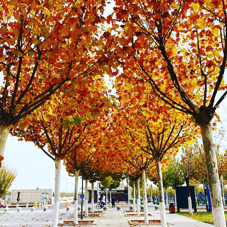 FALL-ing in love with U.#autumnfalls #MapleLeafs #maple #university