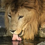 ライオンが水を飲もうとした結果…ｗなんか変なマーライオンみたいになってしまった!
