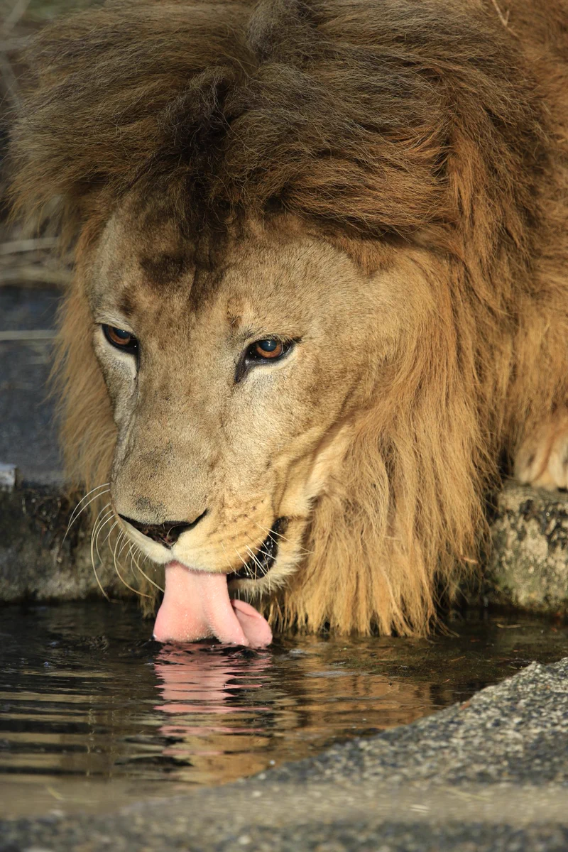 ライオンが水を飲もうとした結果…ｗなんか変なマーライオンみたいになってしまったｗｗｗ