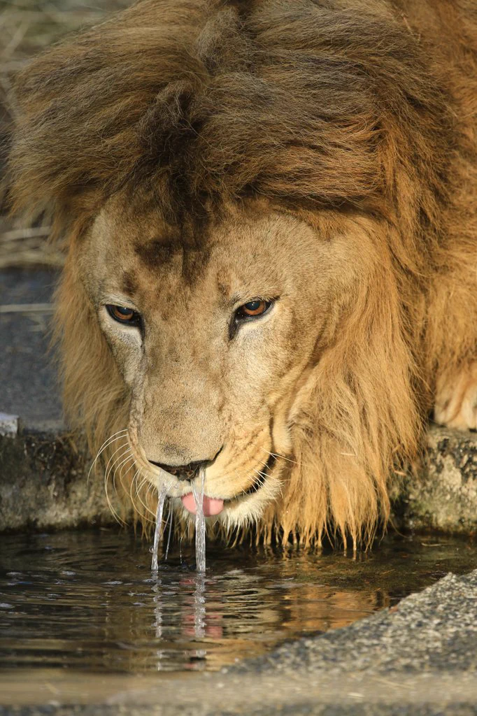ライオンが水を飲もうとした結果…ｗなんか変なマーライオンみたいになってしまったｗｗｗ