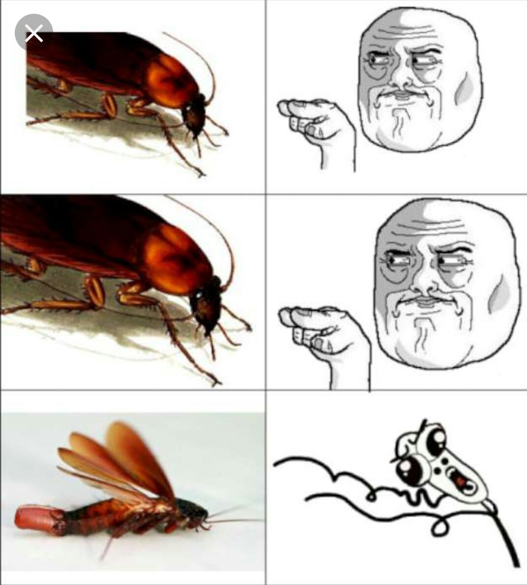 Мемы про насекомых