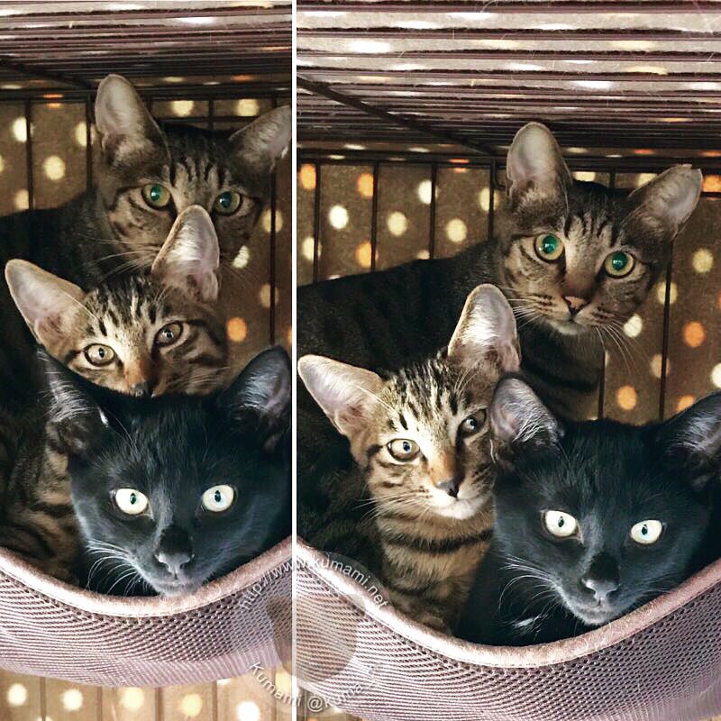 Twitter पर Kumami 猫チューチュートレイン 名前も決まりました 母 鈴鹿 黒 キャラ 虎 モン Cat 猫 ねこ にゃんこ 猫多頭飼い