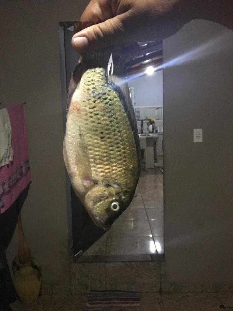 DiegoOMendesS's tweet photo. #Fish in Chácara Flor de Liz https://t.co/t1BHZdVX3e