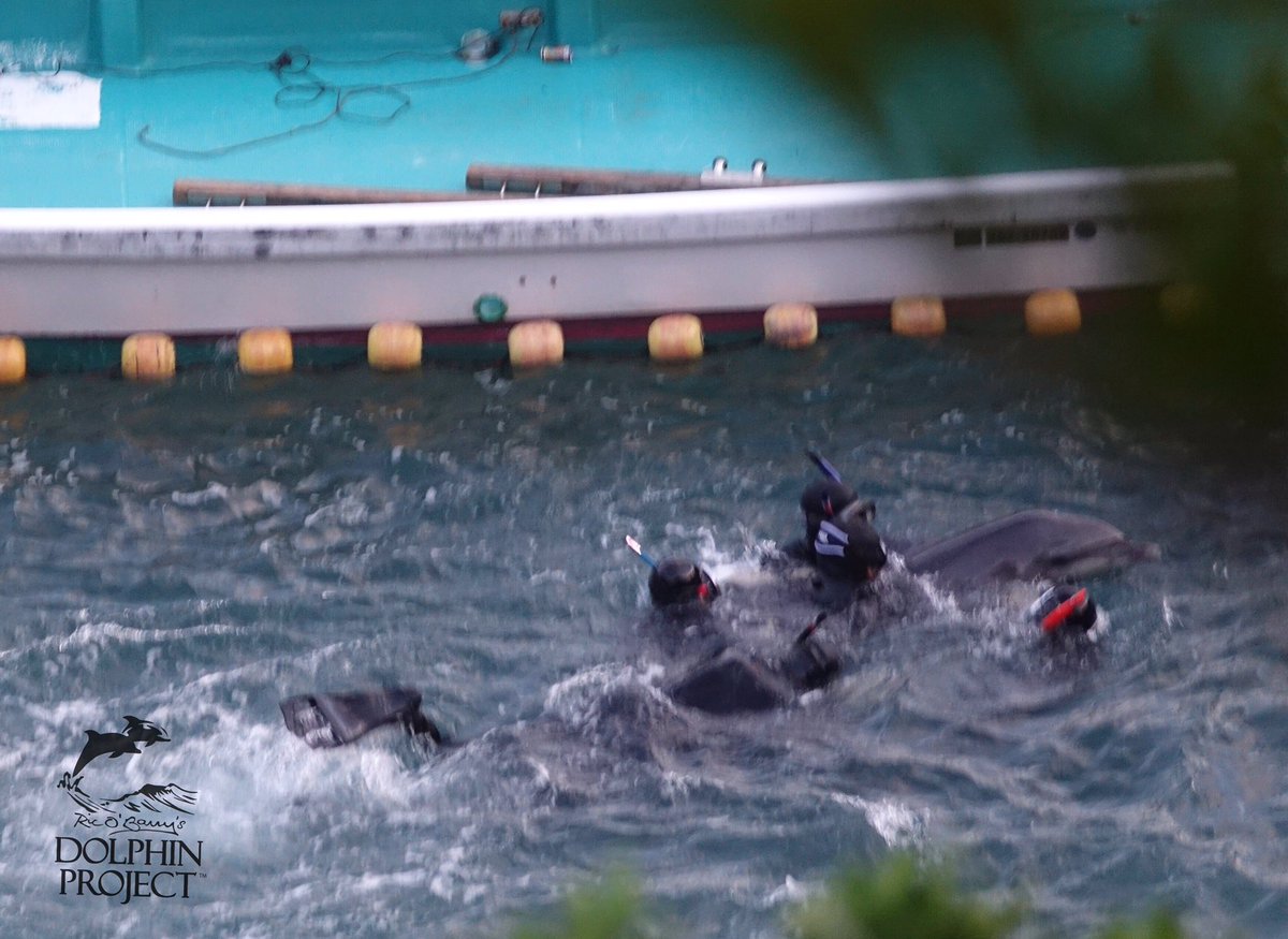 Dolphin_Project's tweet photo. Taiji: 48 Bottlenose dolphins stolen from the ocean and their family. 7 dead dolphins. The remaining dolphins were driven back to sea. Traumatized, weakened, hungry and thirsty after three days in the Cove. Why? For human entertainment. This is the price the dolphins pay. https://t.co/24HENgocDU