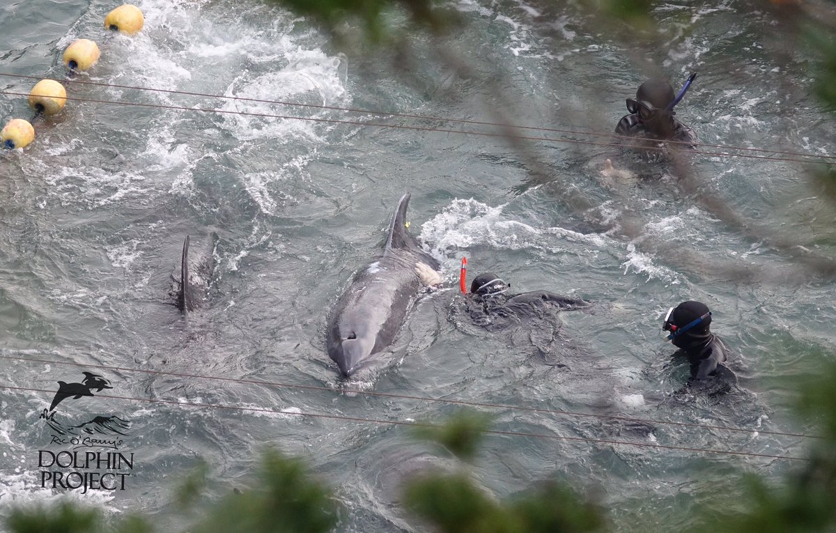 Dolphin_Project's tweet photo. Taiji: 48 Bottlenose dolphins stolen from the ocean and their family. 7 dead dolphins. The remaining dolphins were driven back to sea. Traumatized, weakened, hungry and thirsty after three days in the Cove. Why? For human entertainment. This is the price the dolphins pay. https://t.co/24HENgocDU