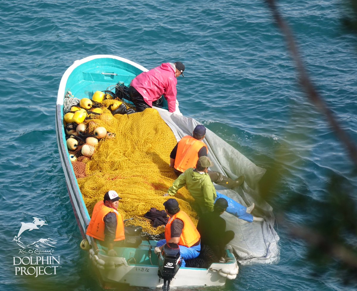 Dolphin_Project's tweet photo. Taiji: 48 Bottlenose dolphins stolen from the ocean and their family. 7 dead dolphins. The remaining dolphins were driven back to sea. Traumatized, weakened, hungry and thirsty after three days in the Cove. Why? For human entertainment. This is the price the dolphins pay. https://t.co/24HENgocDU