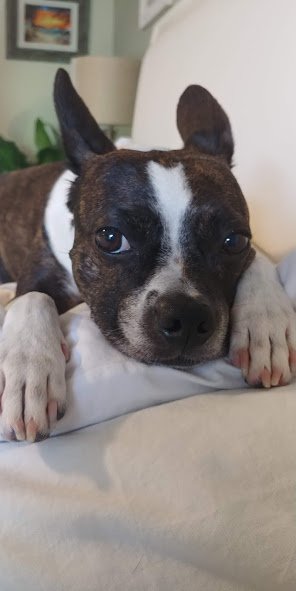 Hudson High InstaGram Gratitude Challenge
Follow along, snap a pic, write a blurb.

Use the hashtag #gratefulcobras  
Day 6: Thankful for our Pets
Family and friends are not always people.  Do you have a pet who brings you joy, happiness, and unconditional love into your life?