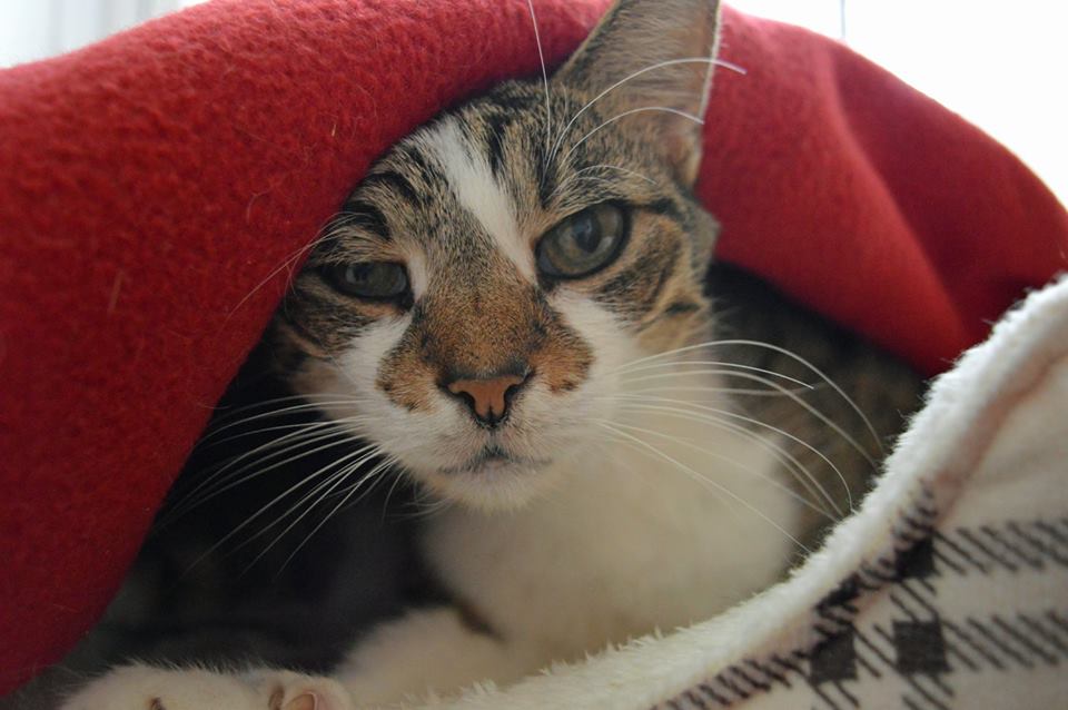 petsalive's tweet image. Today's weather has Dipps looking for someone to curl up with under her favorite blanket.  So if you like purrs and snuggles come on in and meet the one and only Dipps.  We are open till 4pm today!