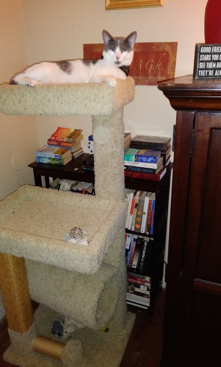 TroyofDallas1's tweet photo. Kitty loves his cat tree. King of the House.☺🐱☺ #cat #catsoftwitter #catsofdallas #meowbox https://t.co/aOv7RiTWjv
