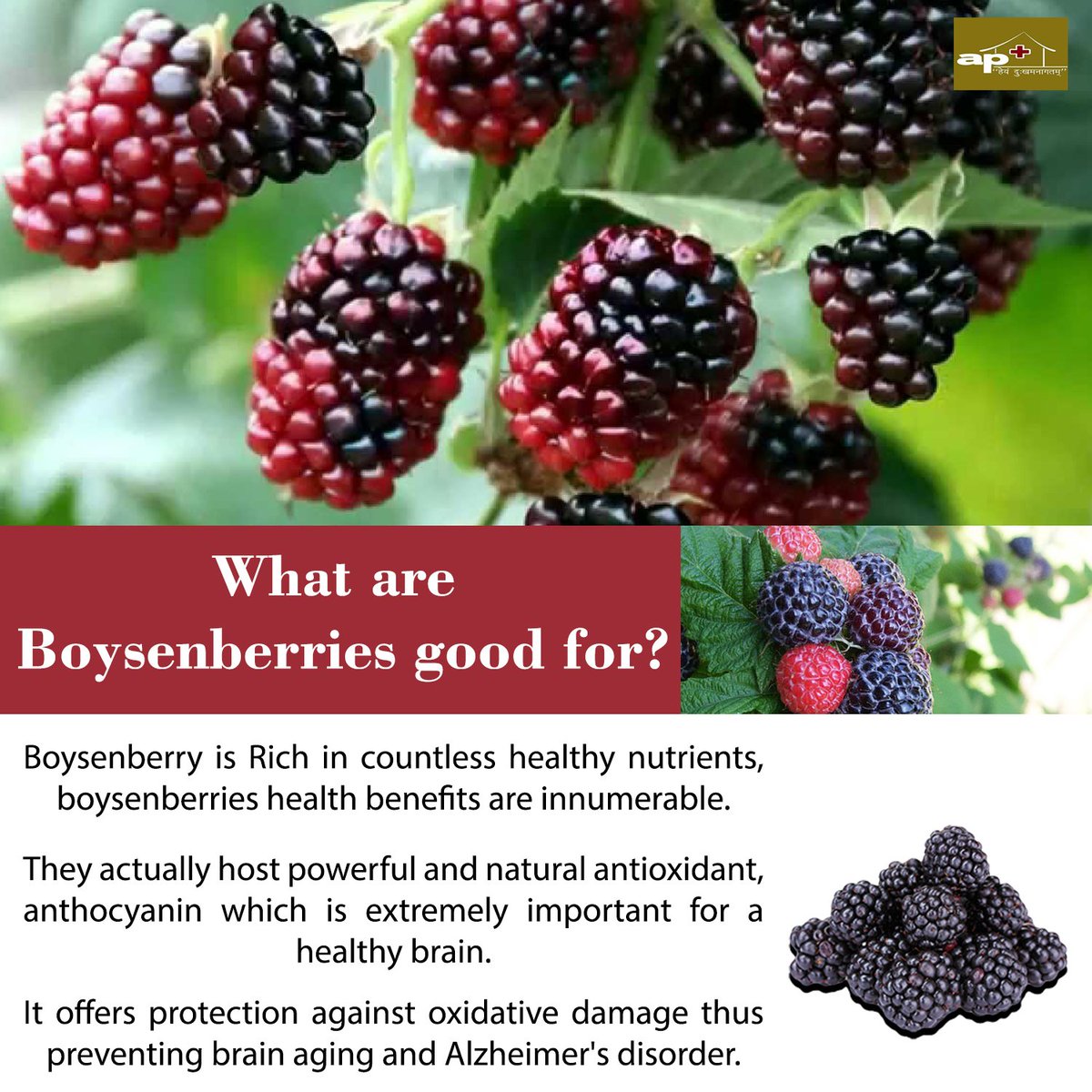 What are Boysenberries good for?? Comment below if you also know !!!
goo.gl/1KZFpR
#Boysenberries #healthynutrients #naturalantioxidant #Ayurvedacharya #AyurvedicTips #APClinic #APClinicVadodara