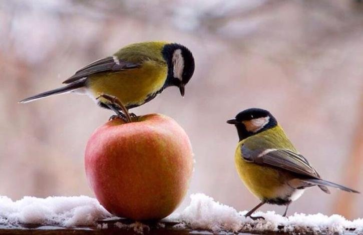 モンゴルの野鳥一覧