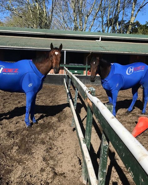 BrisRacingClub's tweet photo. Something to cheer you up on a Monday!! #bneraces #repost @GaiWaterhouse1 Nothing to see here, just 2 big girls in lycra ๐ค๐ญ #PromptResponse #InvincibleStar https://t.co/KhBdrPahu5