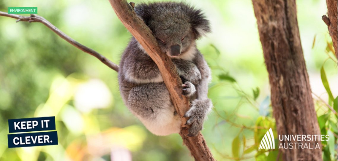 Supporting #FedUni Research into Strzelecki koala population <a href="/uniaus/">Universities Australia</a>  <a href="/KeepItCleverAUS/">Keep it Clever</a>  Feature -The survival chances of koalas in Victoria will improve thanks to a genetic discovery made by researchers at Federation University.
ow.ly/TP7q30mzUGL