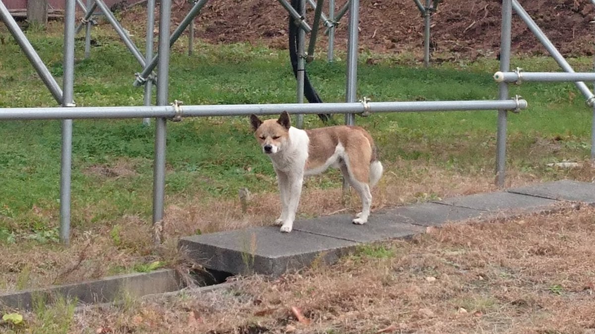 Aythya2's tweet photo. 今日迷い犬見つけて、何度か助けようと試みた。 https://t.co/80Fh4f7R0x