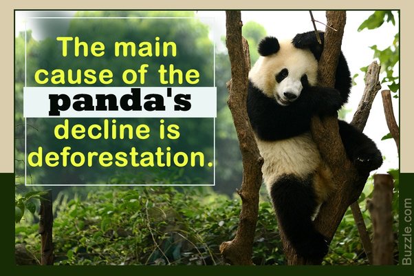 Shop cautiously, choose products without palm oil! #becausepalmtreesarefuckingawesome #deforestation #trees #palms #palmtrees #nature #green #forest
