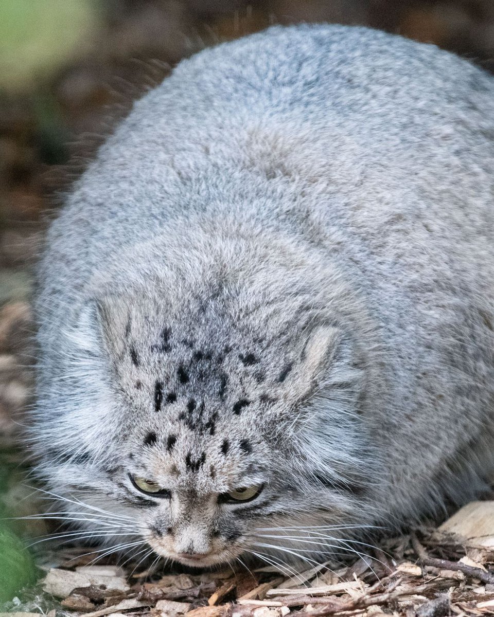 #BCSDidYouKnow Pallas’s Cats have the densest fur in relation to their body size of any cat species! Since the end of August, we've seen Jethro’s coat become denser month by month in preparation for winter - these pictures demonstrate this incredible change! #CatFactMonday