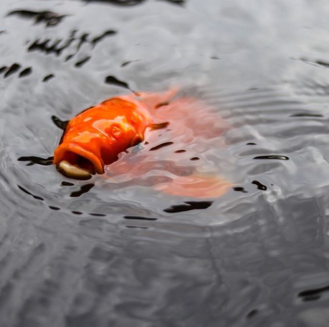 anomadfad's tweet photo. A bird may love a fish signore, but where would they live? .
.
.
#goldfish #pond #pondering #floundering #animalplanet #orange #animalsofinsta #vibrance #ripples #wow #beautiful #insta_fish #capture_the_moment #ig_amazingnature #seacreatures #thisworld #… https://t.co/BSXjCLerUO https://t.co/wEbWh0JQ39