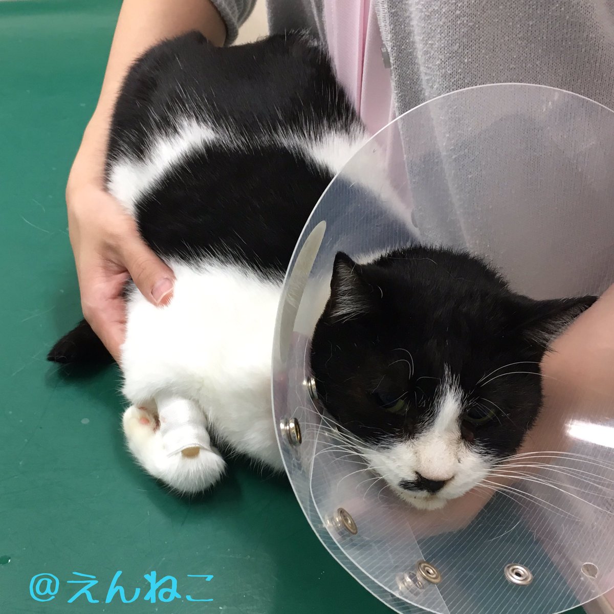 肝リピドーシス Twitter પર હ શટ ગ