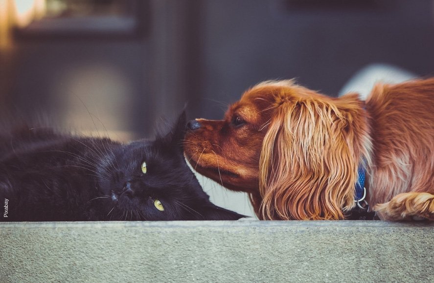 ViaPublicaCom's tweet photo. Casa limpa mesmo com cães e gatos: serviços de limpezas mais frequentes com equipamentos adequados – como aspirador de pó e lavadora de alta pressão - vão manter a casa livre de odores, pelos e possíveis parasitas, como pulgas. As dicas são da #JactoClean. https://t.co/jvS5LcevPZ https://t.co/PQJKGqlJJ1