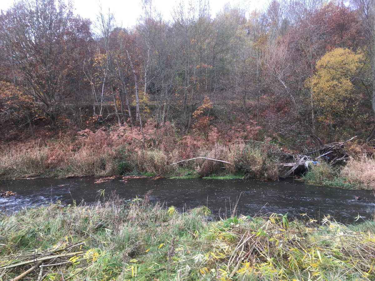 TyneRiversTrust's tweet photo. We had a great day with Axwell Park and Derwent Valley Angling Association cutting back #willow to stabilise our willow #spiling at Derwenthaugh Park! https://t.co/tnOJHtFyuq