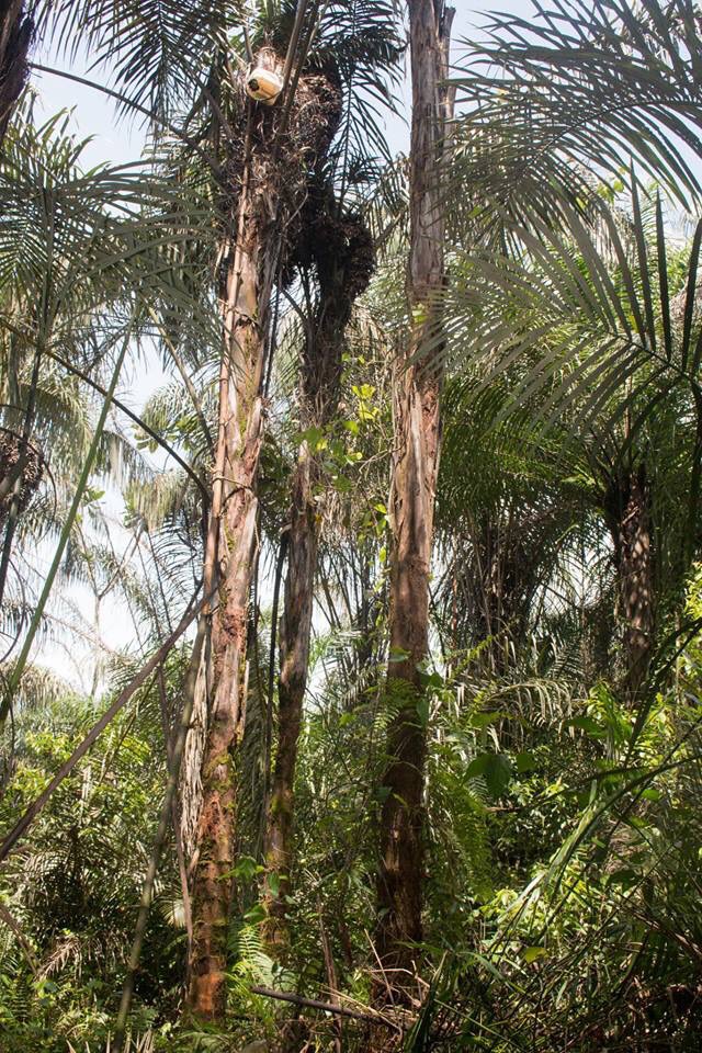 LibBizzSearch's tweet photo. Any palm WINE lovers in the house?

Palm wine is popular in Liberia &amp; is a source of income for many families.

Tappers climb tall, branchless tree to harvest palm sap in containers.

 No other staff is added, Palm Wine is ready to drink STRAIGHT from the PALM tree.
#palmwine https://t.co/D1fx7UDMx1