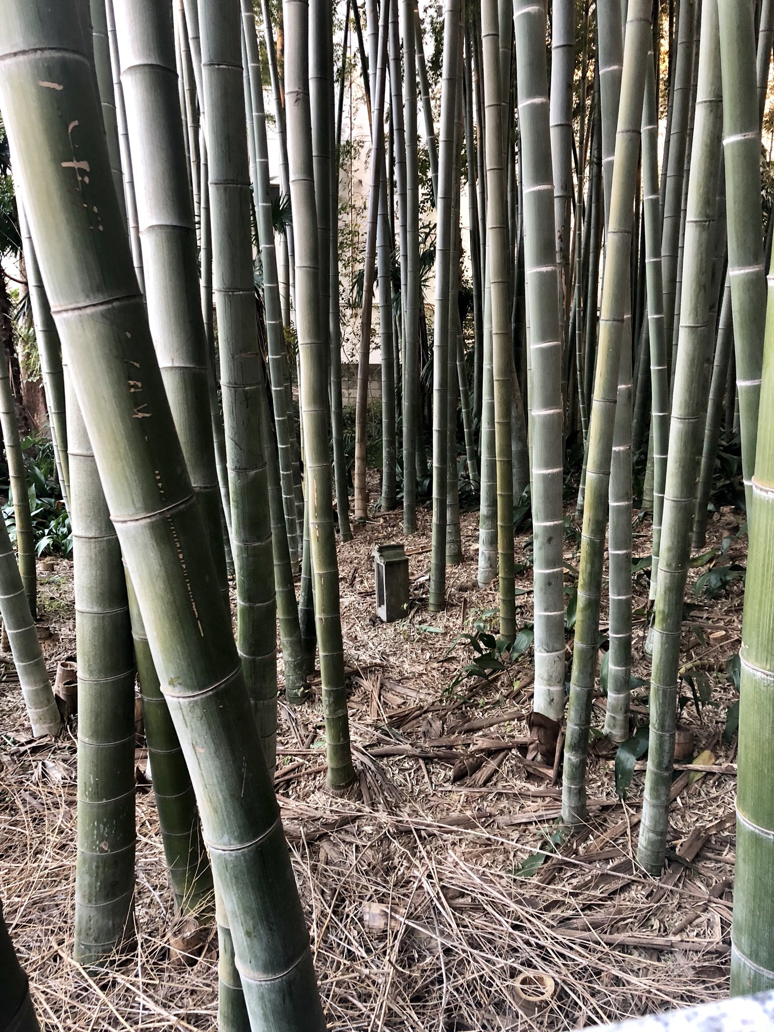 千葉県本八幡市 公式 なんとなく八幡の藪知らずの中をちゃんと見たことないなと思ってじっくり見ていたら 小さな石の祠みつけた こんなの前からあったっけ 市川市 本八幡 八幡の藪知らず T Co r9ntpgrr Twitter