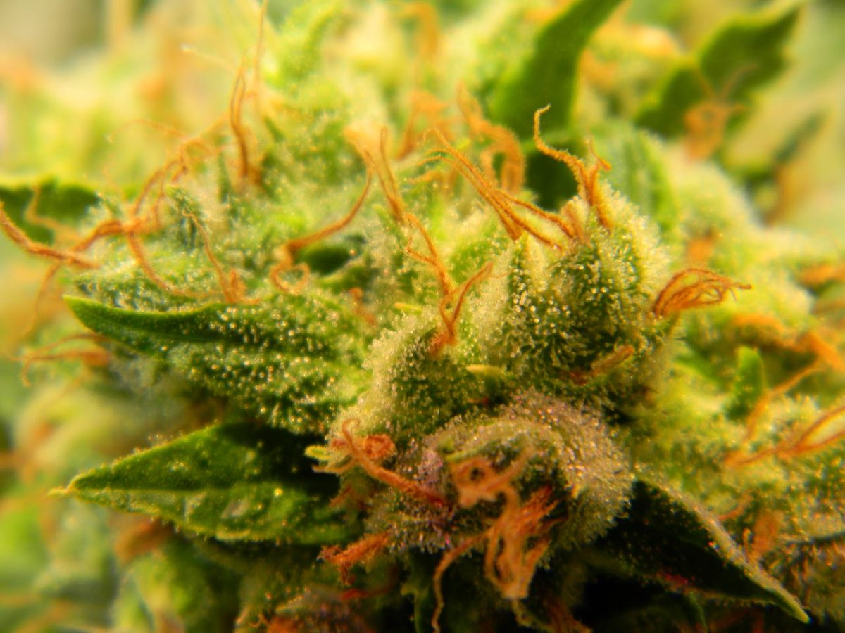 greenfusionled's tweet photo. Thank you @vetscannabisc @VetsCannaCoal @Vetscann and all Vets💚🇺🇸May you always get the medicine you need and the highs you want👊🏽👊🏻👊🏿#growyourown #medicalmarijuana #CBDlife #THC #bestledgrowlight #bestcommercialgrowlights #growlight @DragonsBloodSmo @NorCalStoner420 @EveOfNite https://t.co/adg3PmDaZX