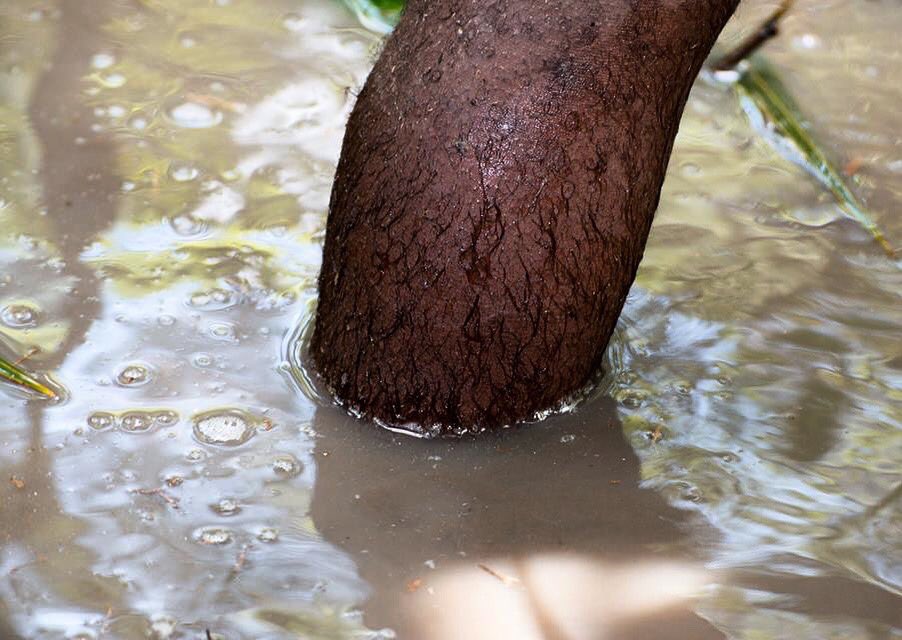 LibBizzSearch's tweet photo. The sap collects in the container for about 3 hours.
They use a sieve to remove residues &amp; the PALM wine is ready to drink with a sweet taste.

Palm WINE is a source of income for many Liberian families.20litre container costs 10us$.

Come and enjoy Liberia’s fresh natural WINE https://t.co/eArfGm6lrJ