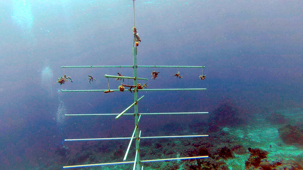 From Christophe: Daily expanding and track-keeping of our #coraltree. This is the progress so far.

#Dive at #ShangrilaMactan and see it for yourself! You can book your dive  here:  divescotty.com/scuba-diving/s…

#Mactan #Cebu #Philippines #reefconservation #scuba #diving #ocean