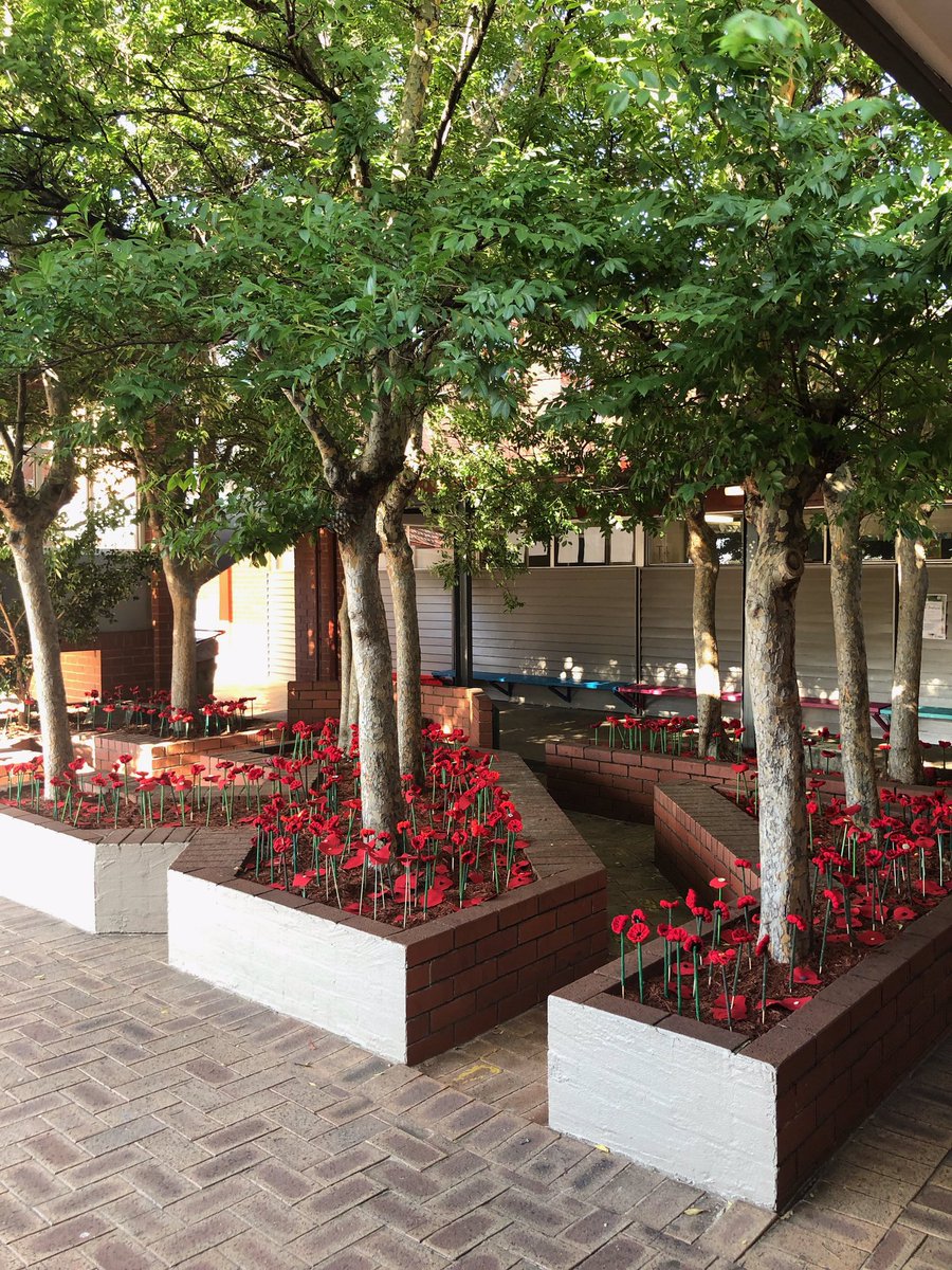 awoodgate74's tweet photo. Beautiful Remembrance Day service today from our Yr 5s. Magnificent artwork and poppy display https://t.co/MkBE8VUBFb