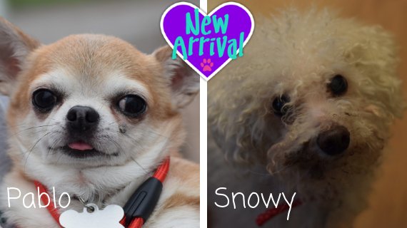 AlmostHome_Dog's tweet photo. Neglected oldies and best pals Pablo #Chihuahua and Snowy #BichonFrise came in on Friday and went straight to a loving forever foster home to spend the rest of their days with lots of TLC 😍 https://t.co/5Ut4Ja2Qrq #NorthWales #RecsueDog #DogRescue https://t.co/R6QgMsFwi4