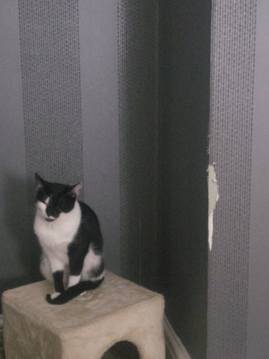 So pickle thinks she's achieved something productive, I call it naughty #cats #CatsOfTwitter #cats2018 #catlovers